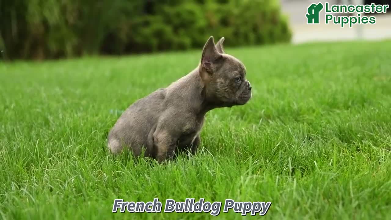 French Bulldog dogs for sale: Olive  - Video 1