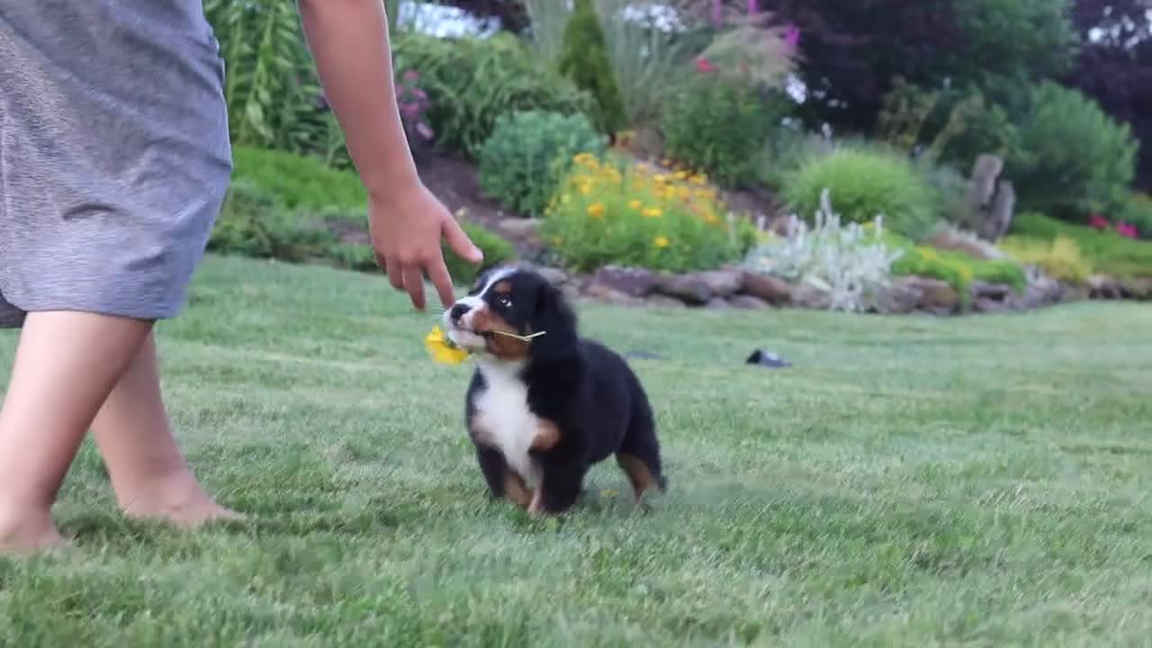 Bernese Mountain Dog dogs for sale: Prince - Video 1