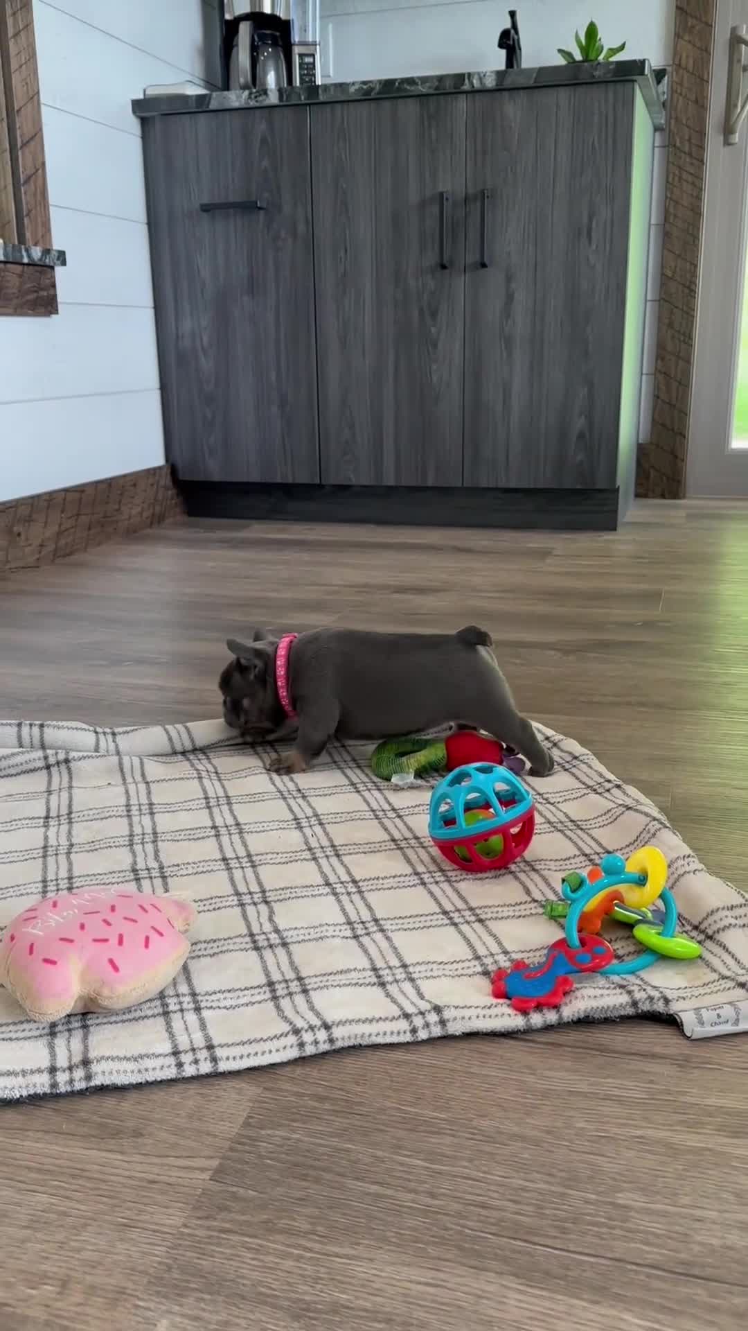 French Bulldog dogs for sale: Sena - Video 1
