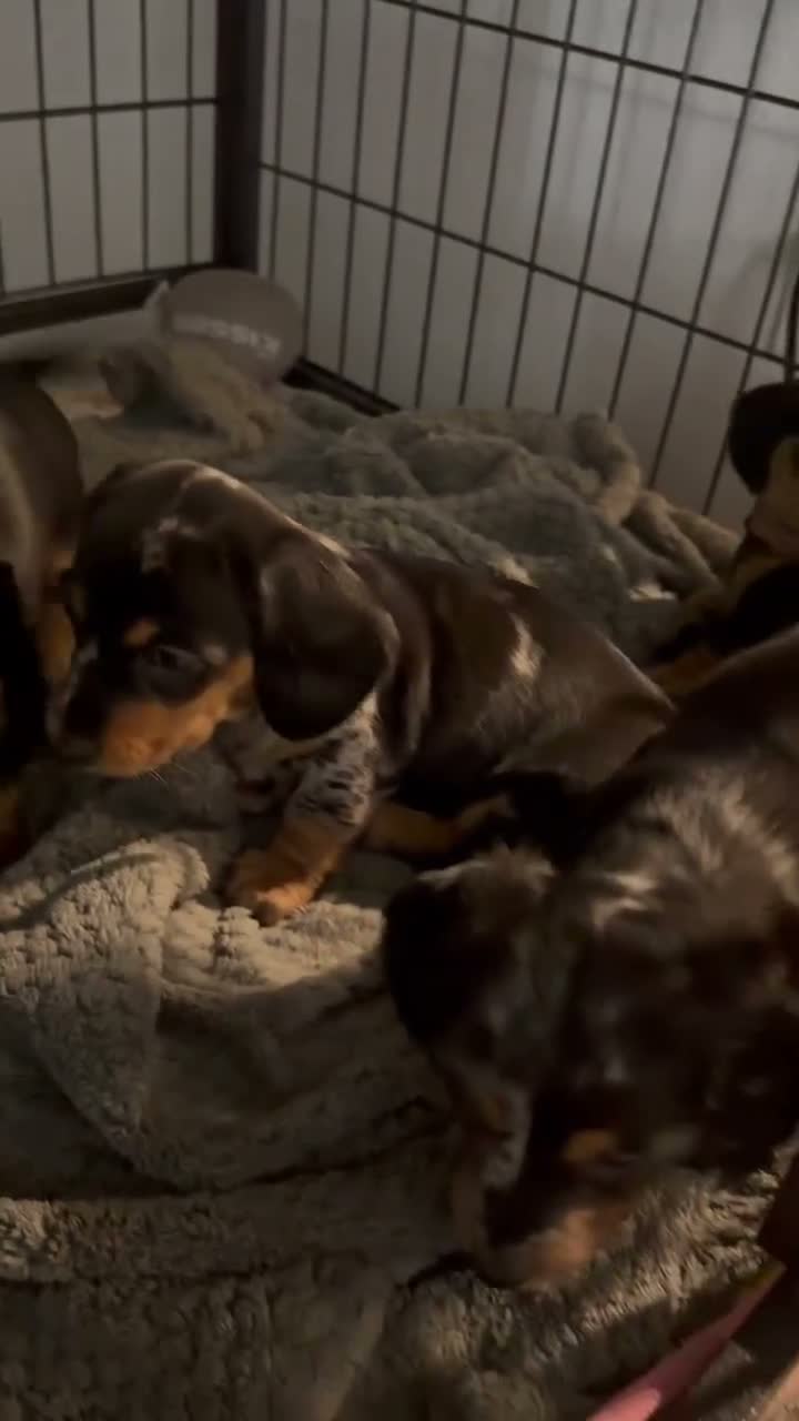 Miniature Dachshund dogs for sale: Tina - Video 2