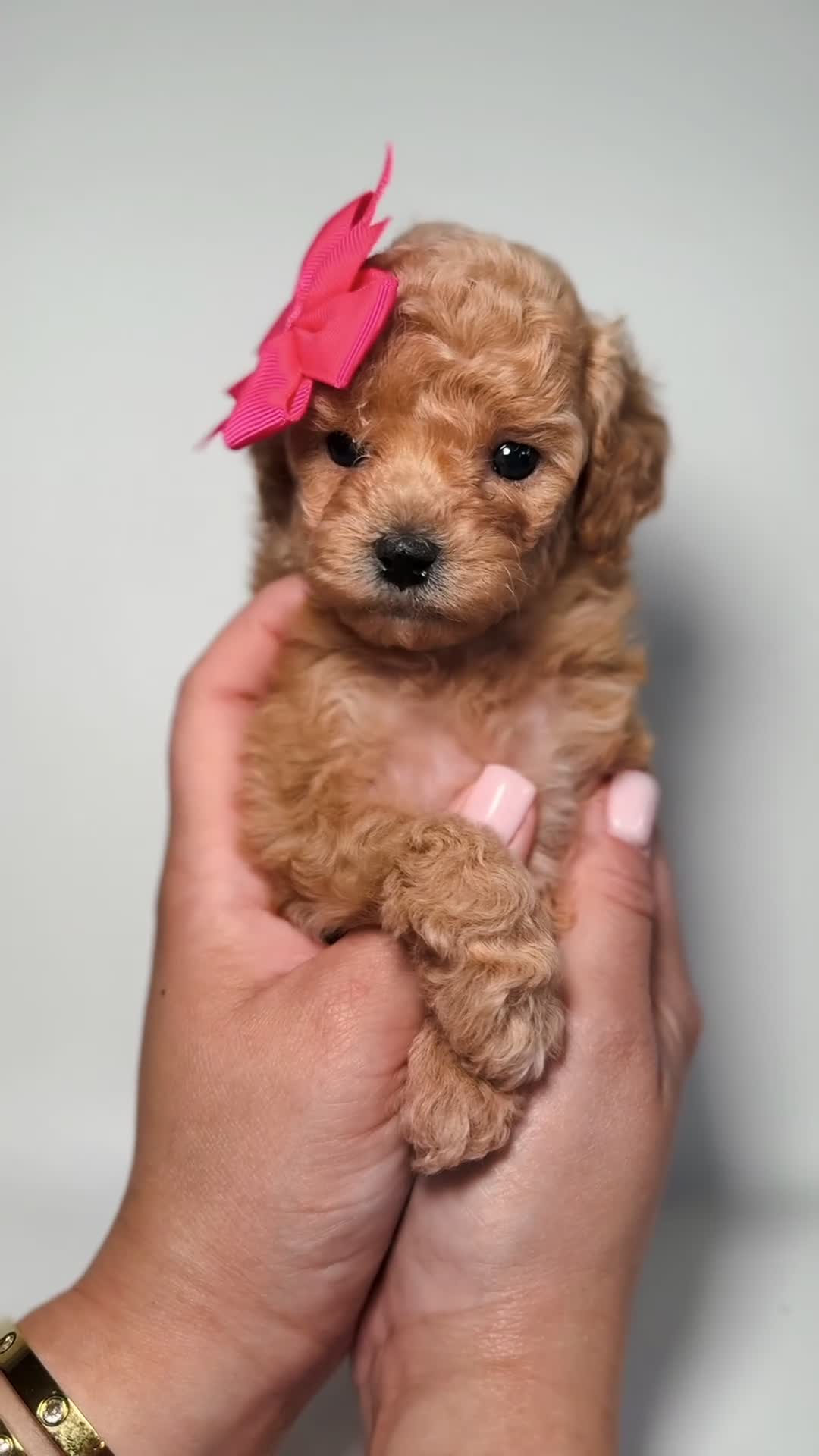 Toy Poodle dogs for sale: Tiny Leila  - Video 1
