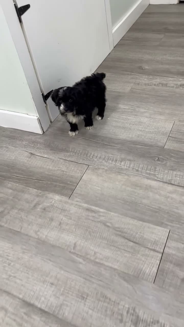 Yorkiepoo dogs for sale: Bear - Video 1