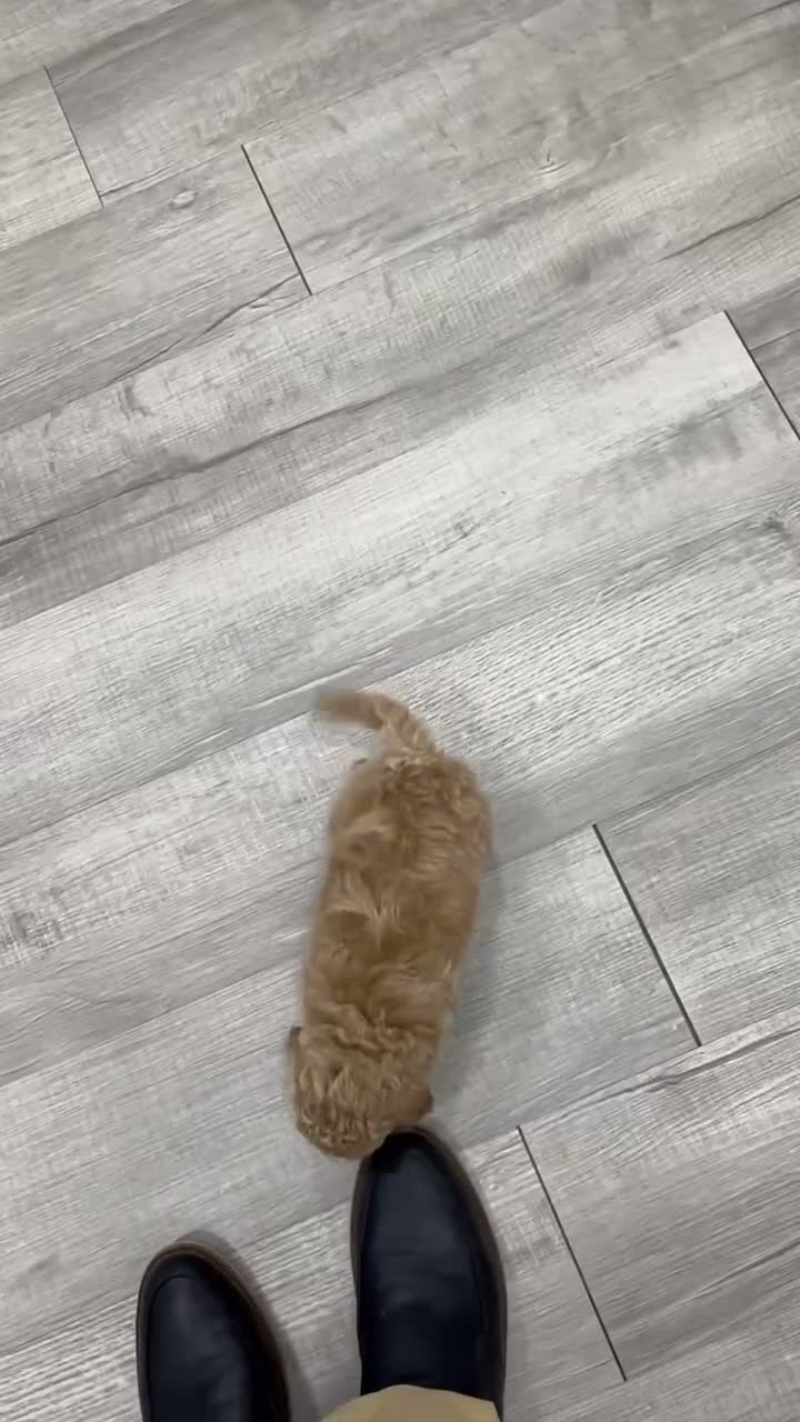 Bichpoo dogs for sale: Romeo - Video 1