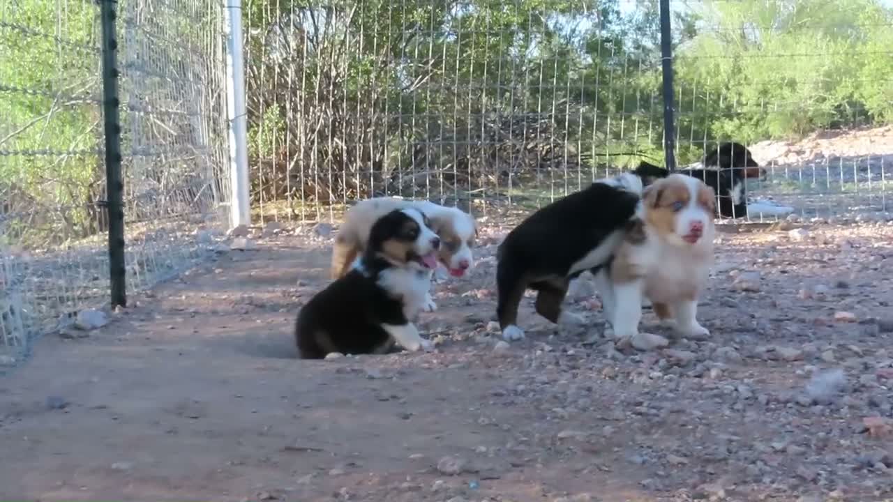 Australian Shepherd dogs for sale: Black tri female with blue eyes - Video 1