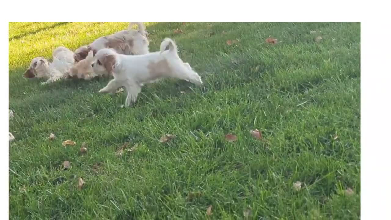 Cavapoo dogs for sale: Mr Colby - Video 2