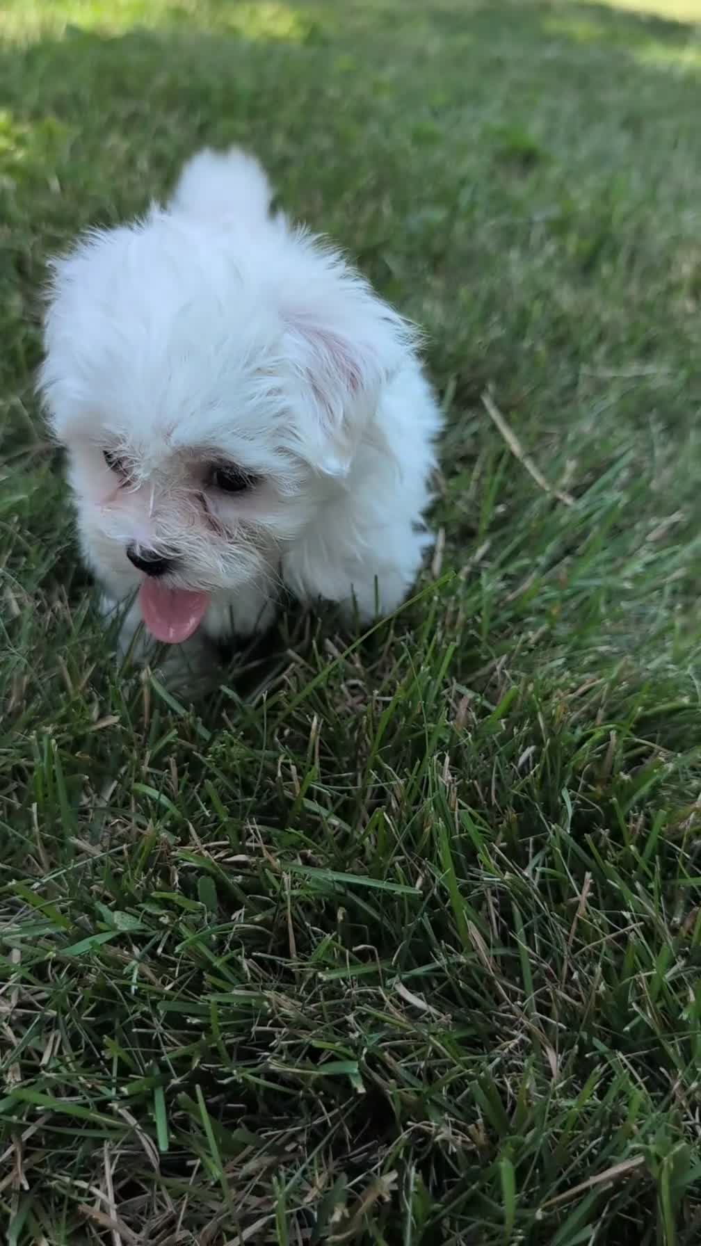 Maltese dogs for sale: Trixie - Video 1