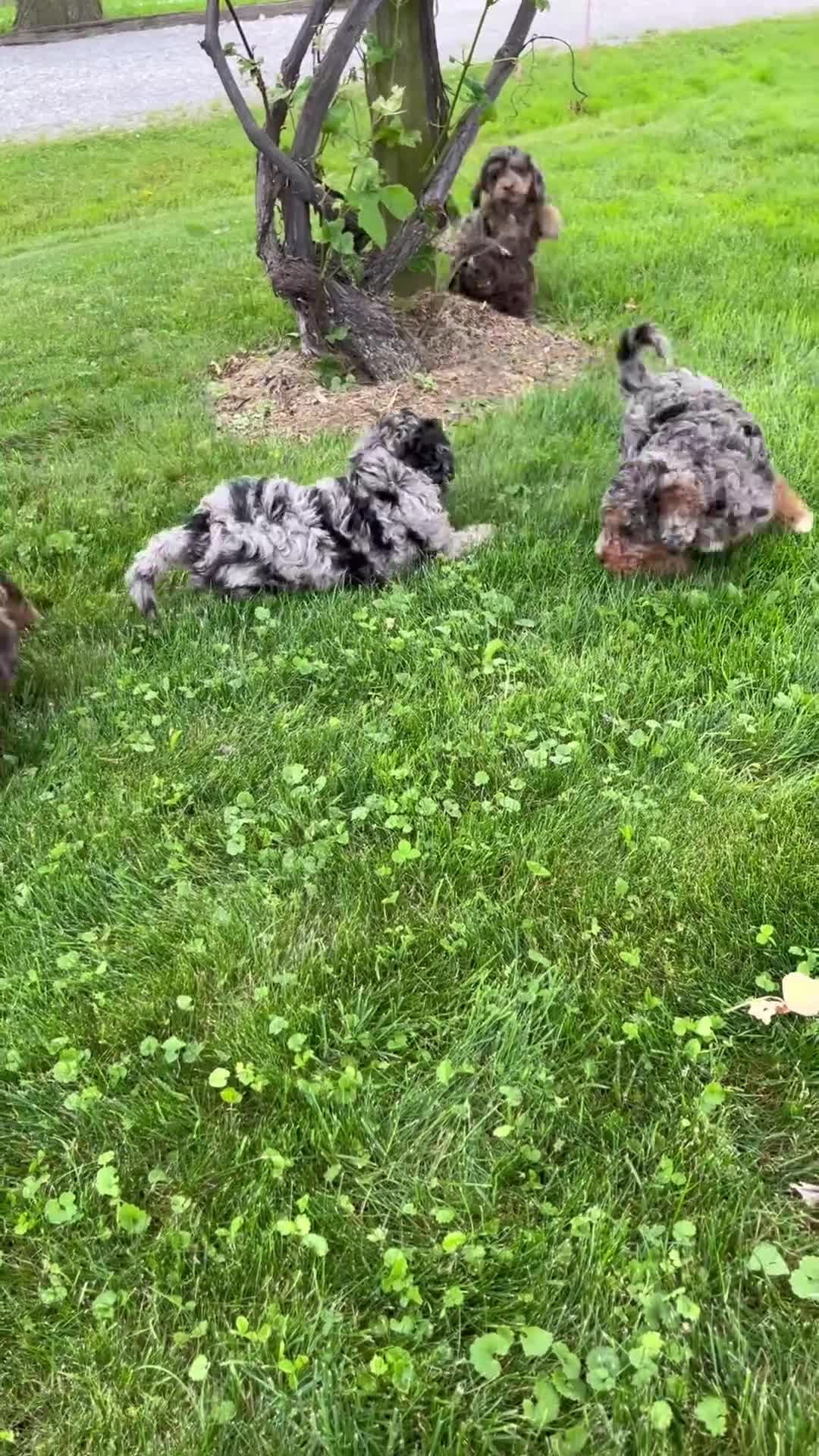 Mixed Breed dogs for sale: Nash - Video 2