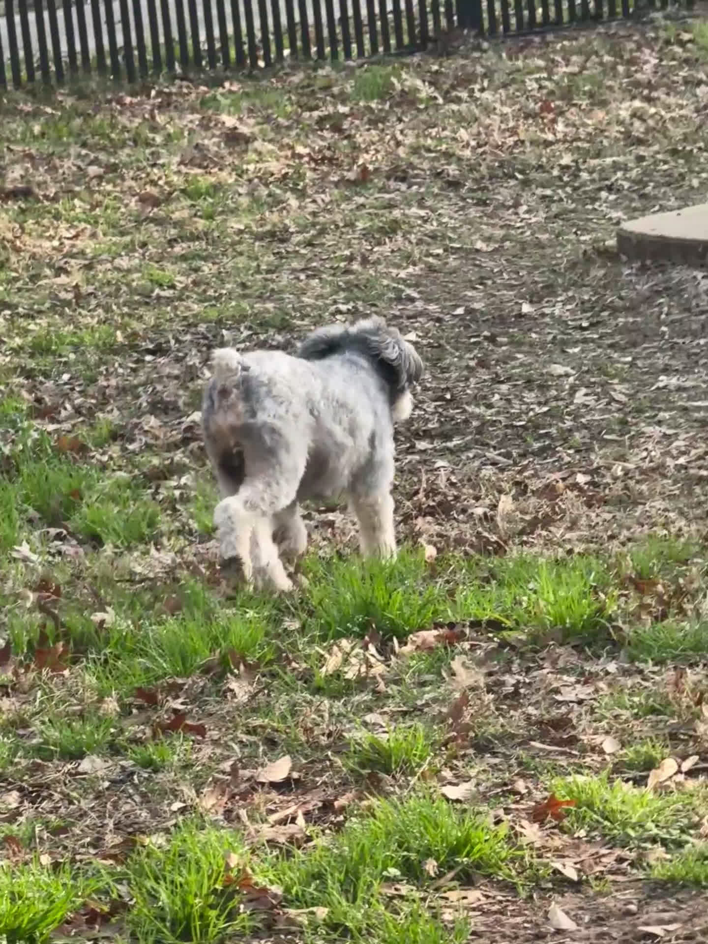 Mini Aussiedoodle dogs for stud: Reese - Video 1