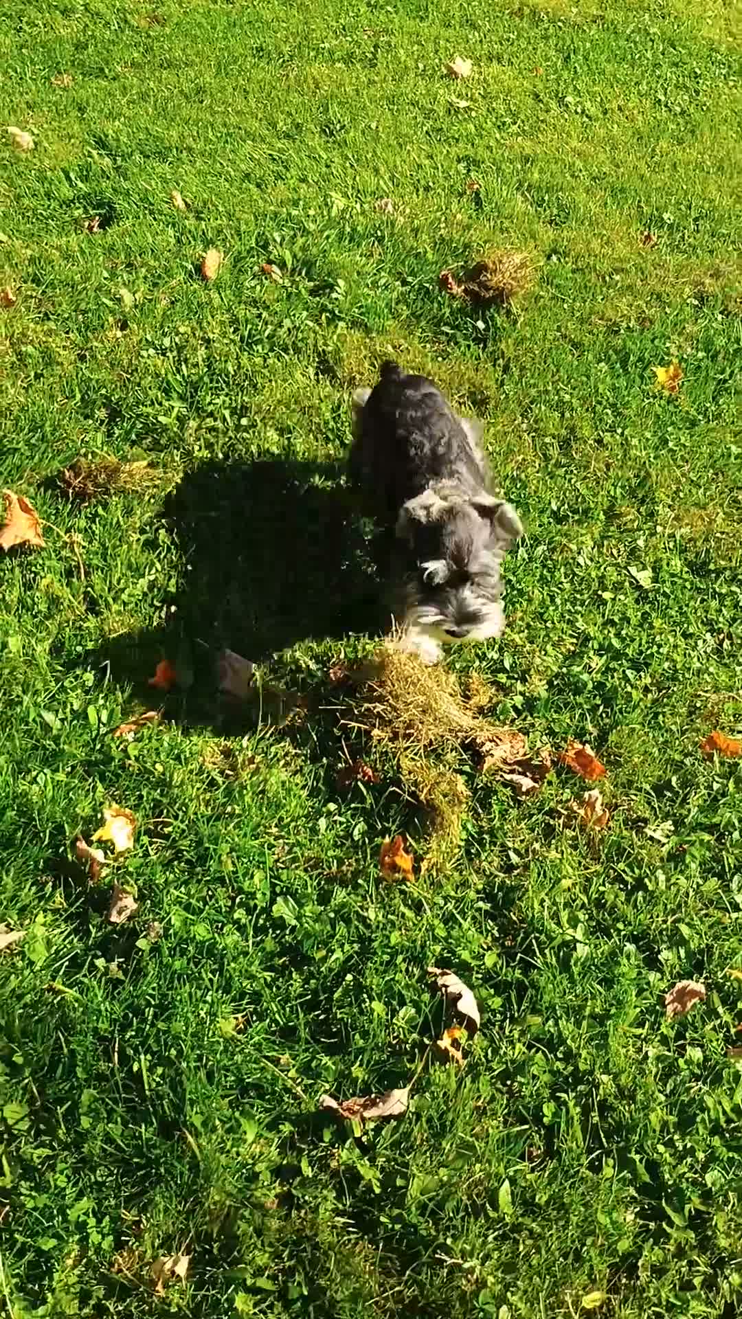 Miniature Schnauzer dogs for sale: Miniature Schnauzer 2 - Video 3