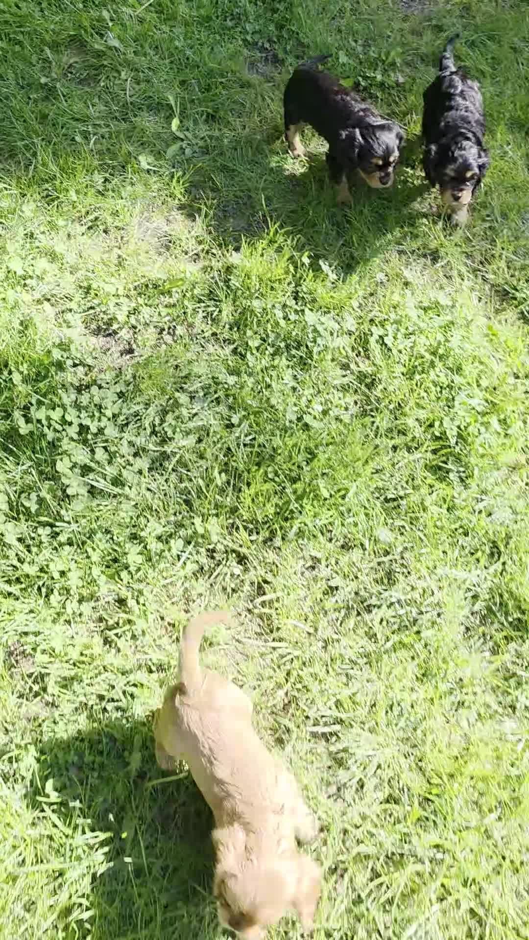 Cavalier King Charles Spaniel dogs for sale: Cavalier King Charles Spaniel Puppy 3- Jewel - Video 1