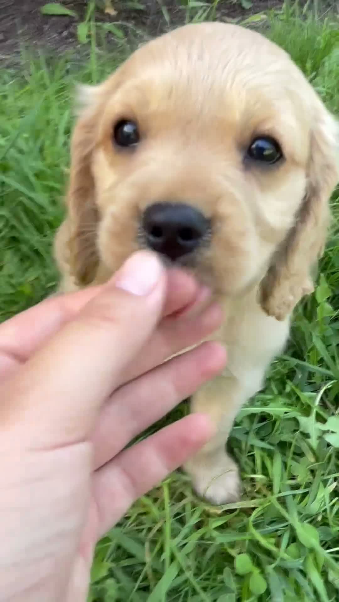 Miniature Golden Retriever dogs for sale: Gracie - Video 1