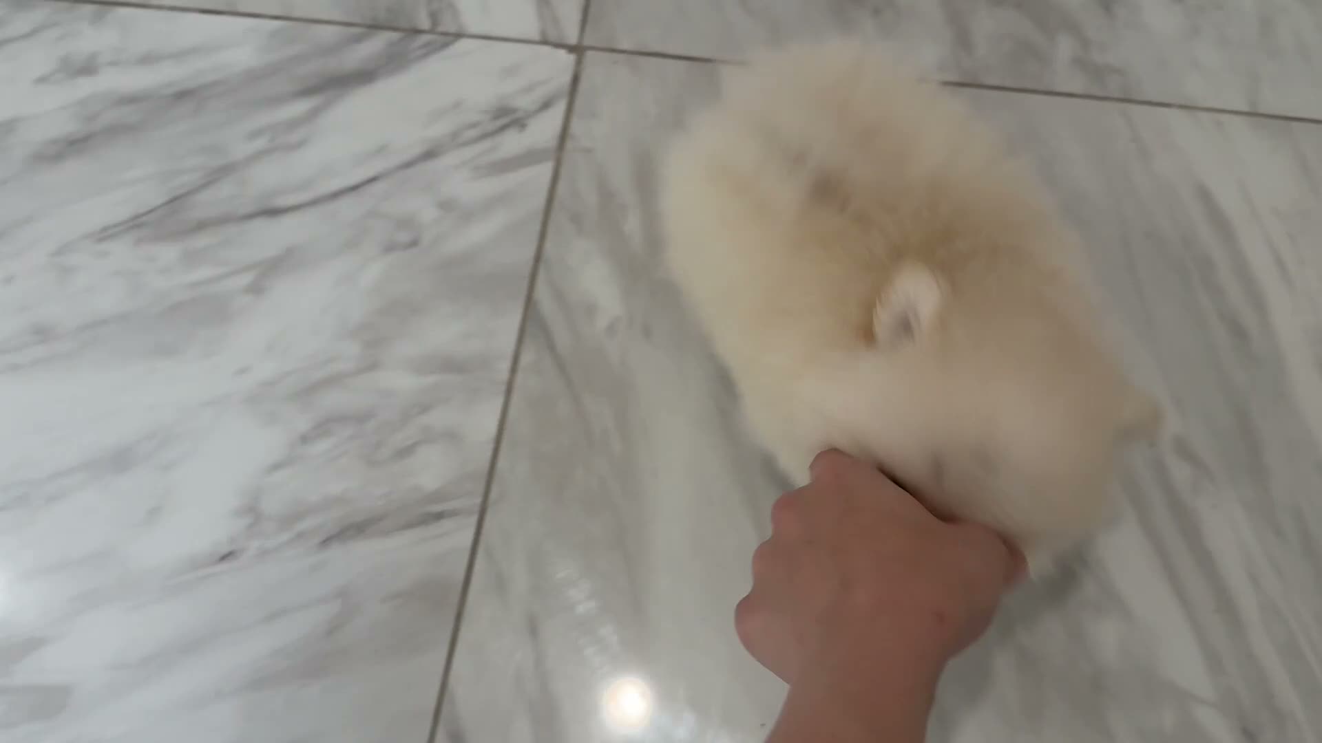 Pomeranian dogs for sale: Paris - Video 2