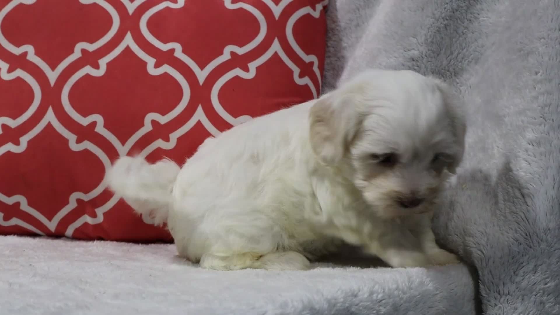 Shihpoo dogs for sale: Rayna - Video 1
