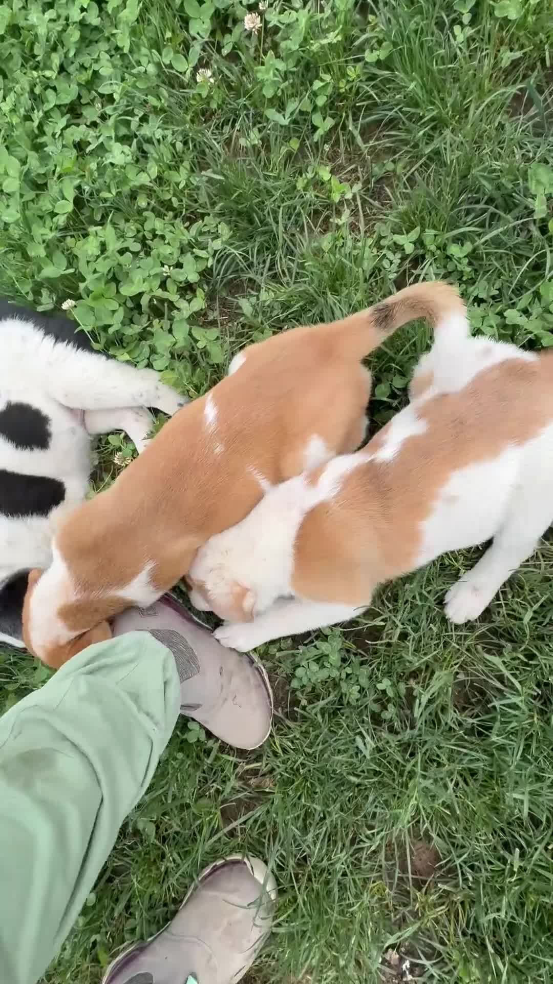 Mixed Breed dogs for sale: Harley - Video 2