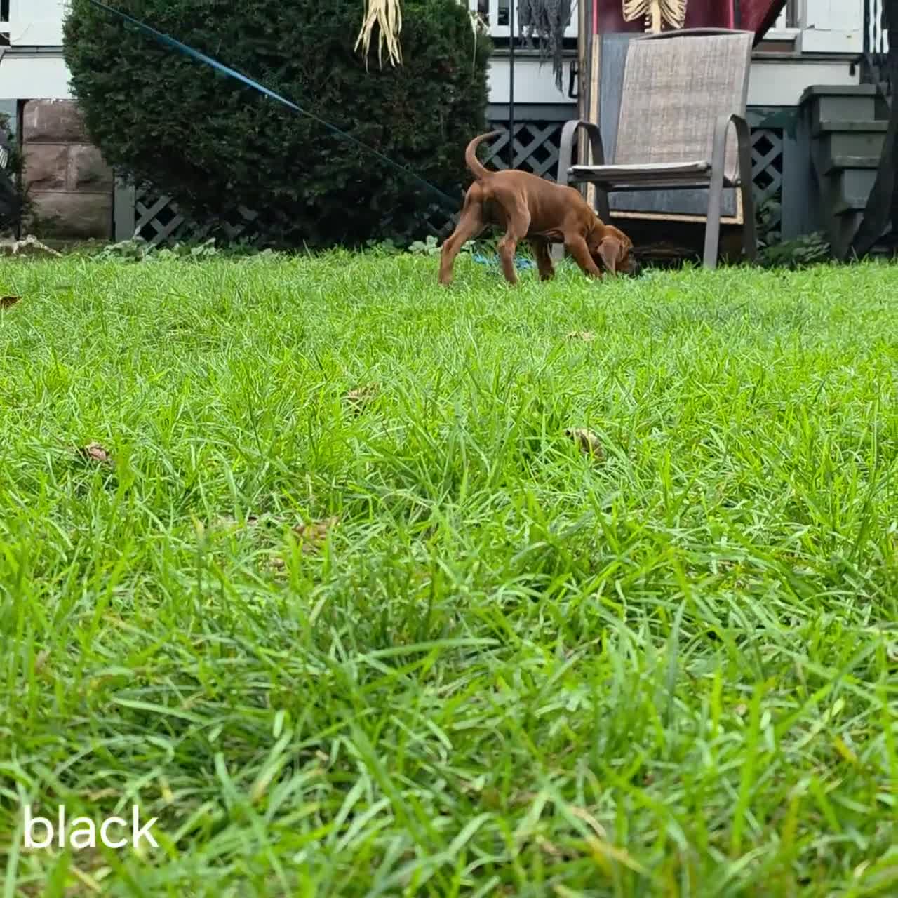 Redbone Coonhound dogs for sale: Redbone Coonhound black collar - Video 2