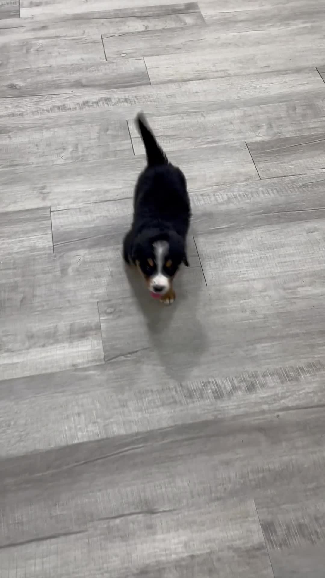 Bernese Mountain Dog dogs for sale: Jagger - Video 1
