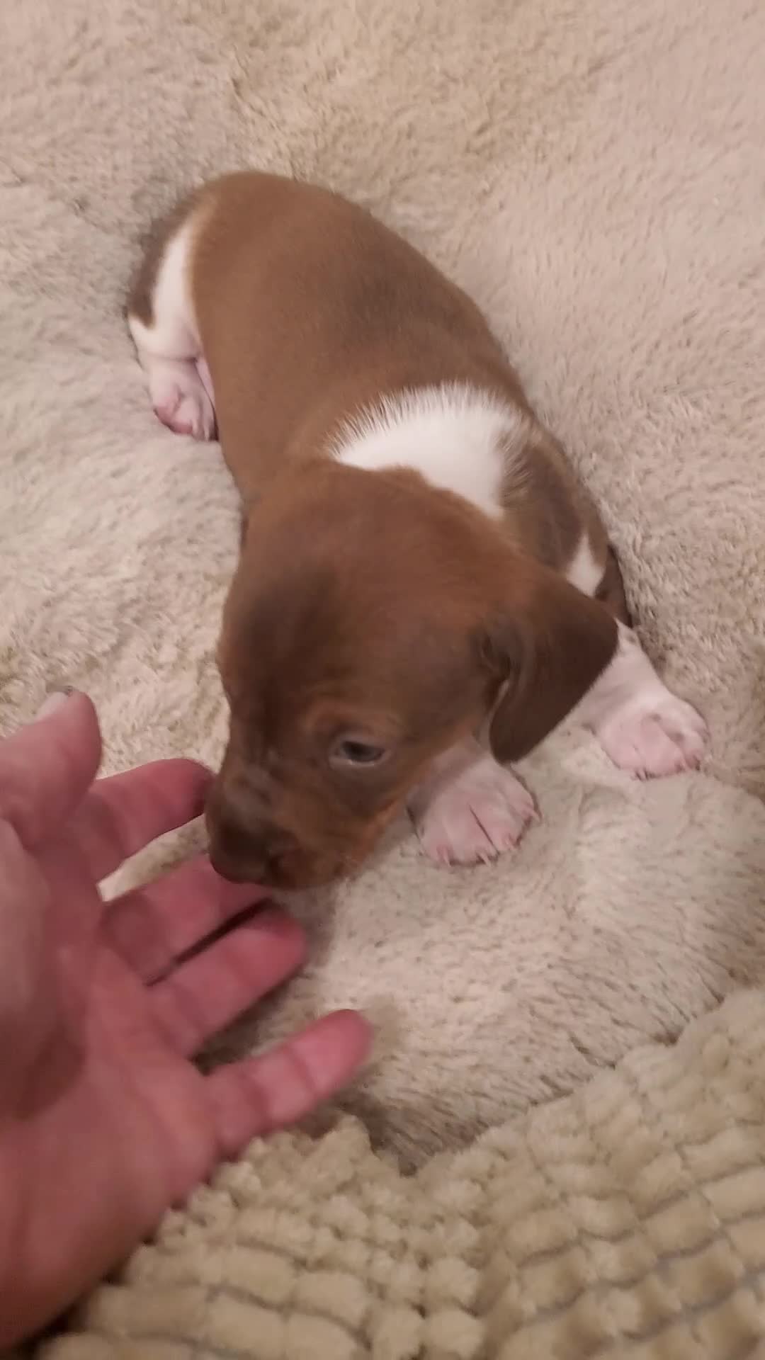 Miniature Dachshund dogs for sale: Miniature Dachshund Puppy 1 - Video 1