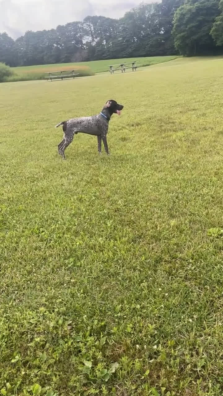 German Shorthaired Pointer dogs for stud: AKC German Shorthaired Pointer Stud Available  - Video 1