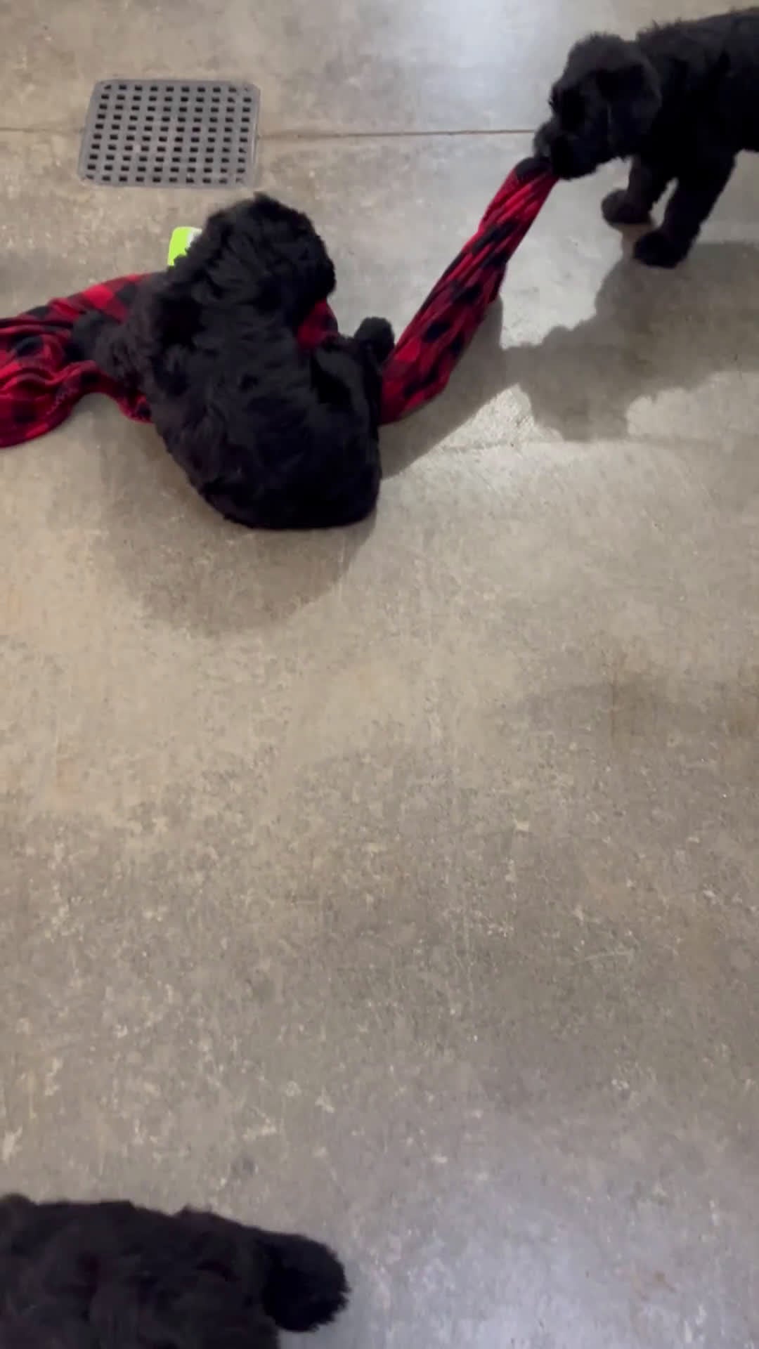 Giant Schnauzer dogs for sale: Angela - Video 2