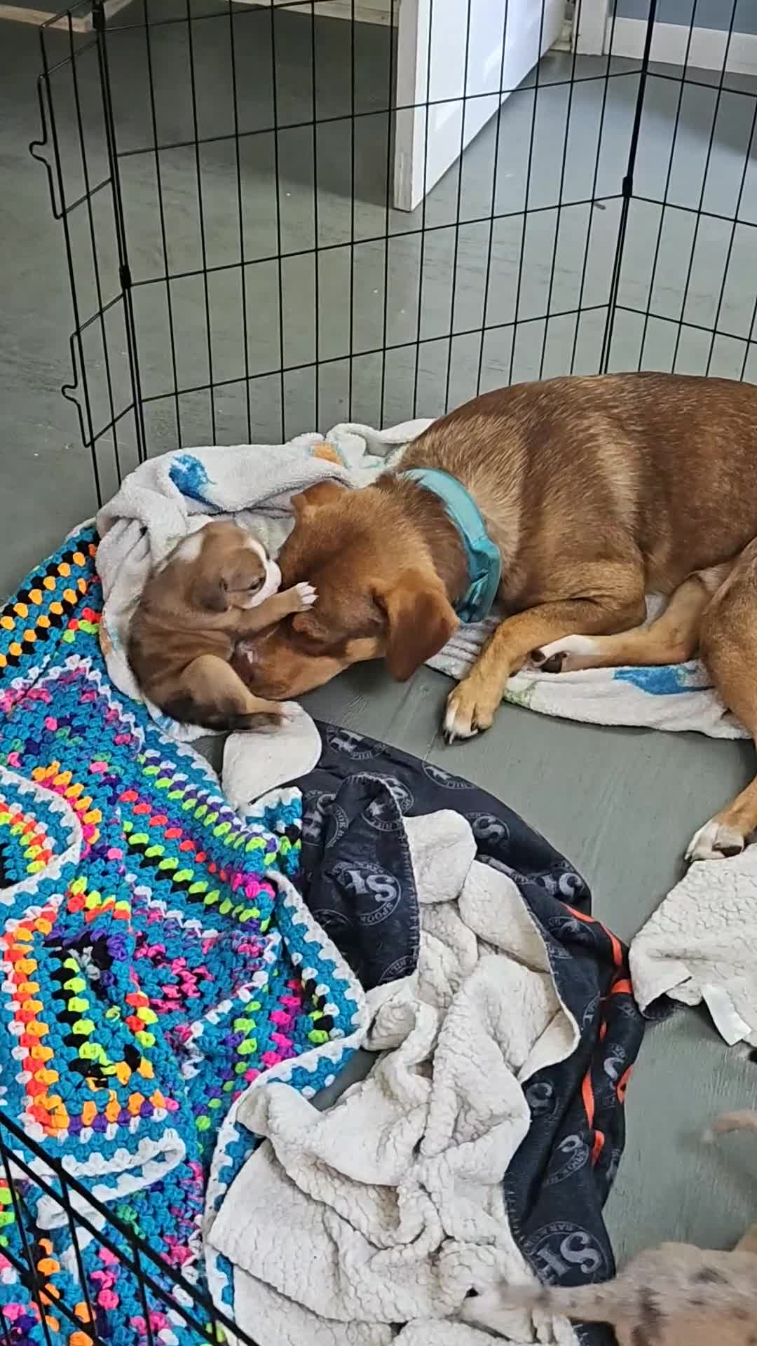 Mixed Breed dogs for sale: Ellington - Video 1