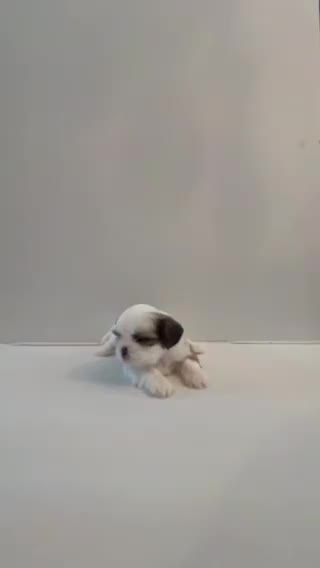 Shih Tzu dogs for sale: Shih Tzu 4 baby girl pink  - Video 1