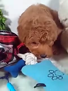 Bichpoo dogs for sale: Jasper  - Video 1