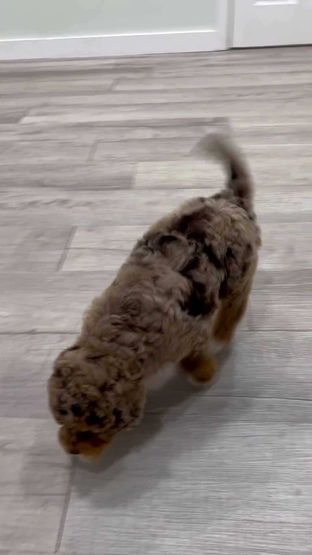 Mini Goldendoodle dogs for sale: Kisses - Video 1