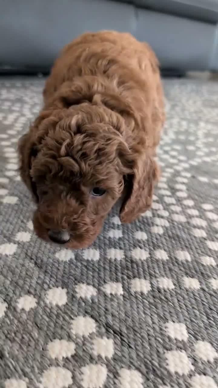 Toy Poodle dogs for sale: Wade - Video 1