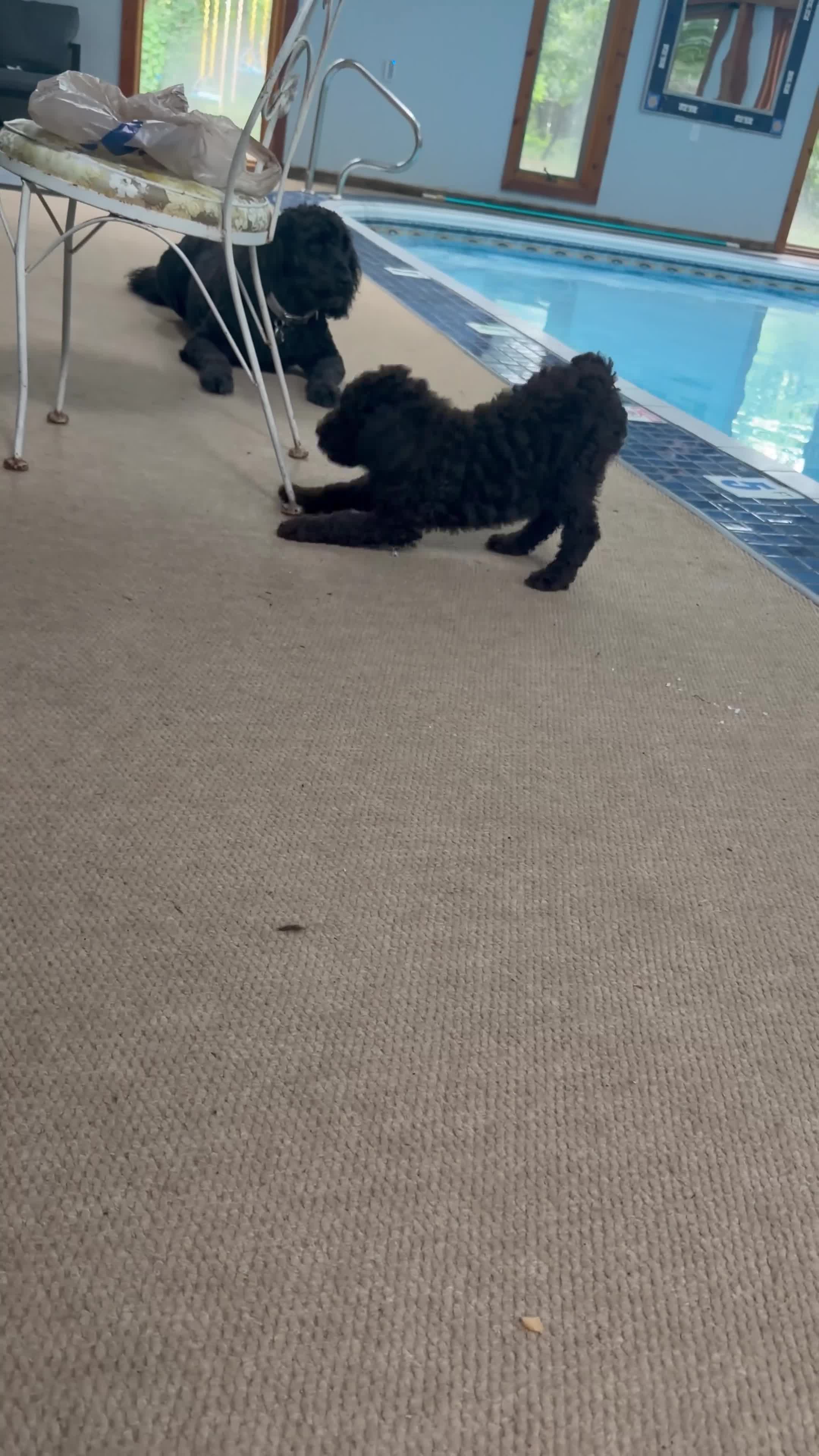 Goldendoodle dogs for sale: Goldendoodle Yellow - Video 1