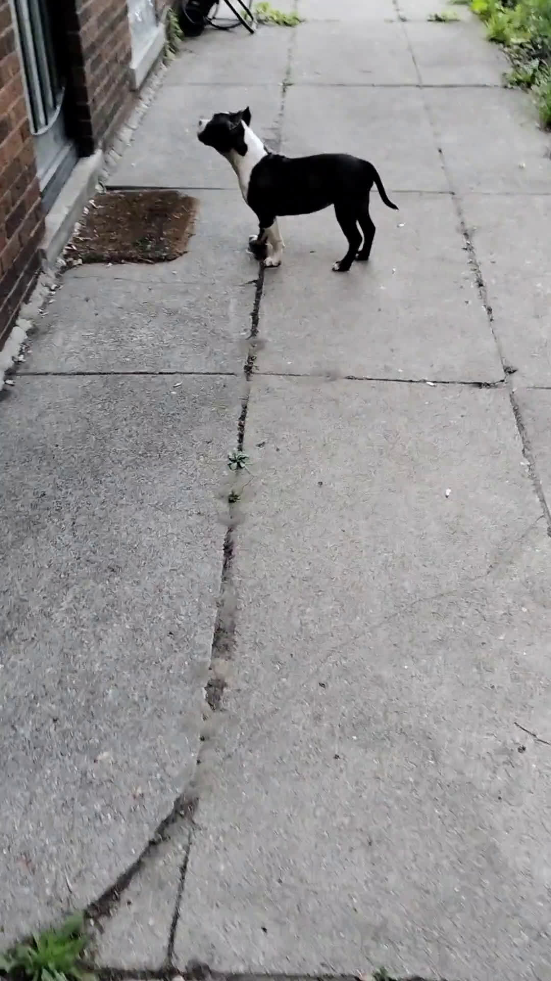 American Bully dogs for sale: Yoyo - Video 1