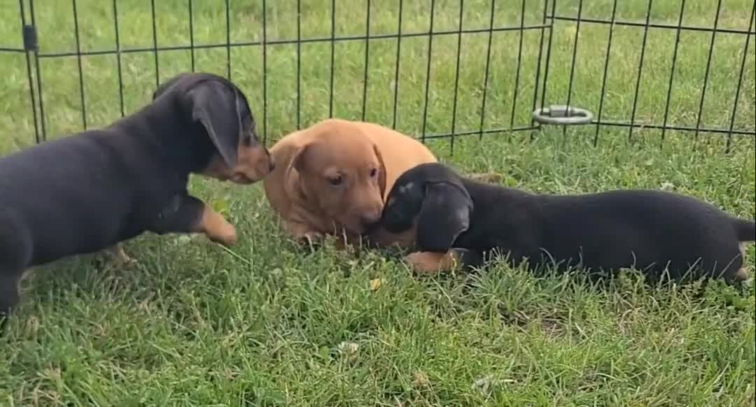 Miniature Dachshund dogs for sale: Ishmael - Video 1