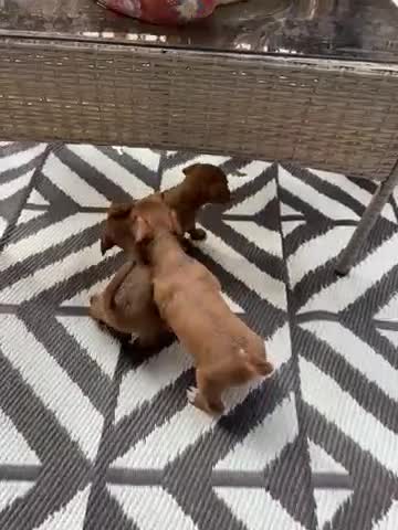 Jackapoo dogs for sale: Macy - Video 1
