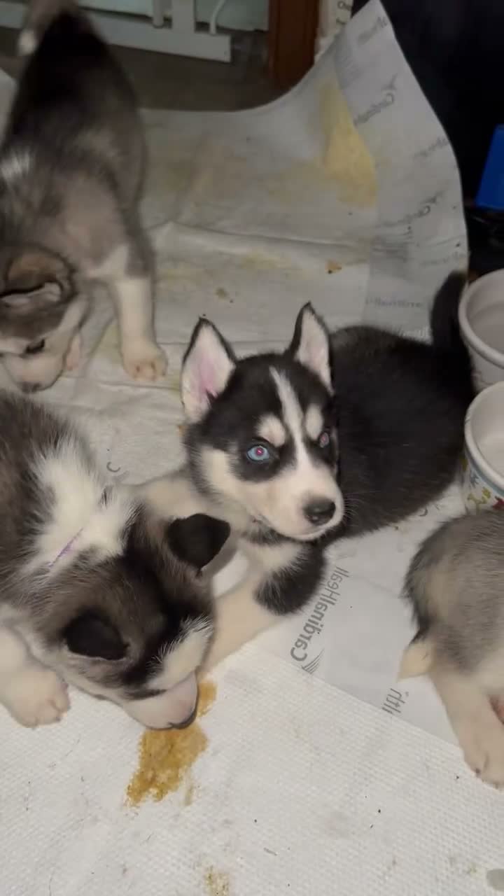 Siberian Husky dogs for sale: Red - Video 1