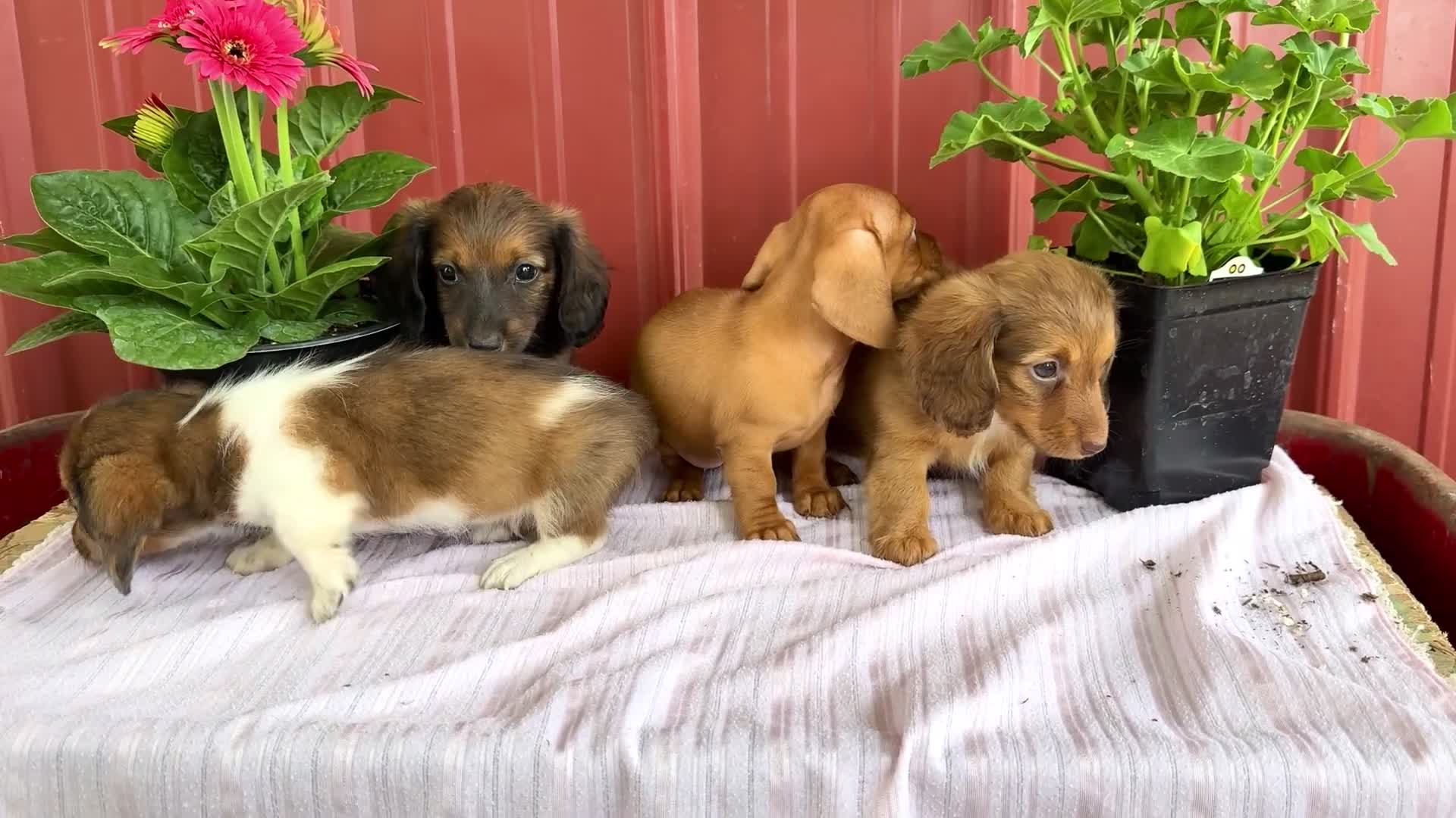 Miniature Dachshund dogs for sale: Bryce - Video 1