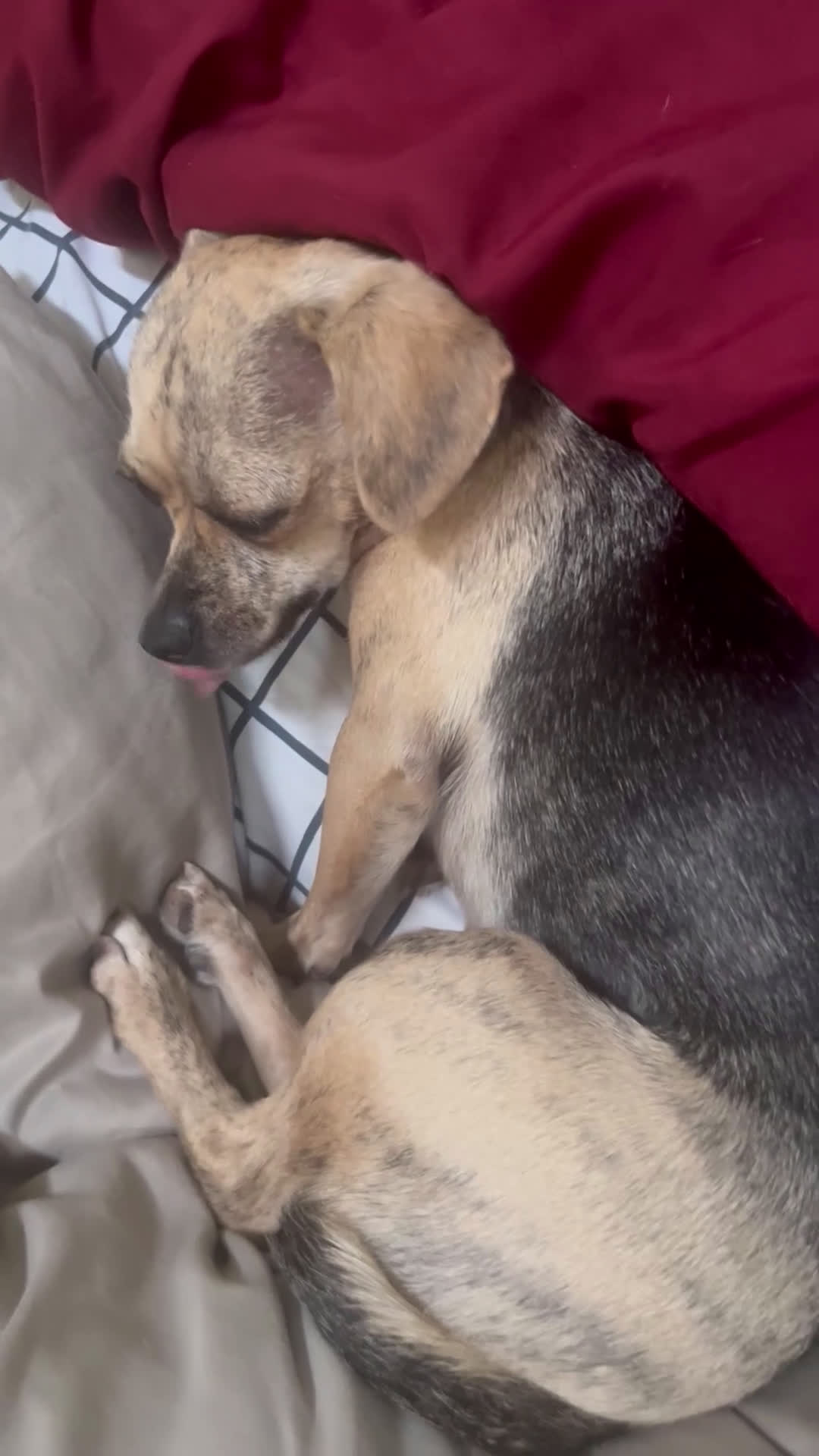 Mixed Breed dogs for sale: Mixed Breed Puppy 1 - Video 3