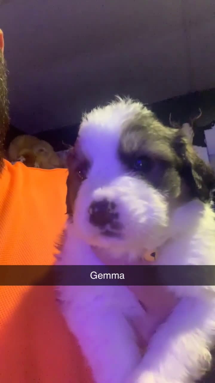Mixed Breed dogs for sale: Gemma - Video 1