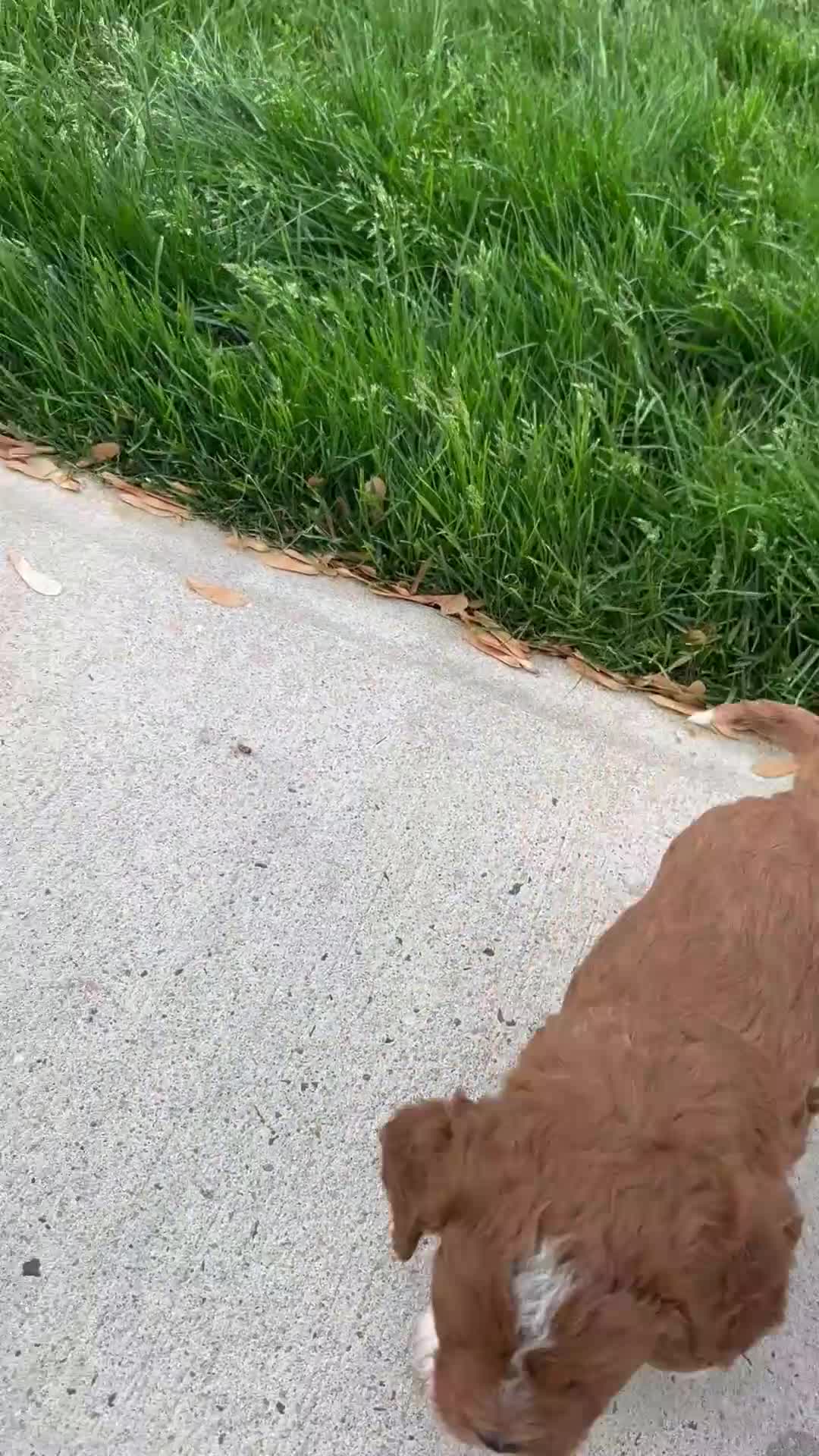 Cavapoo dogs for sale: Milo - Video 1