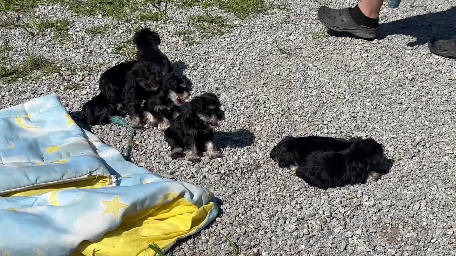 Miniature Schnauzer dogs for sale: Clifford - Video 1