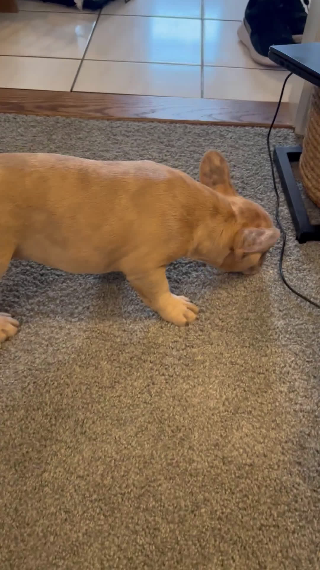 French Bulldog dogs for sale: Moose - Video 1