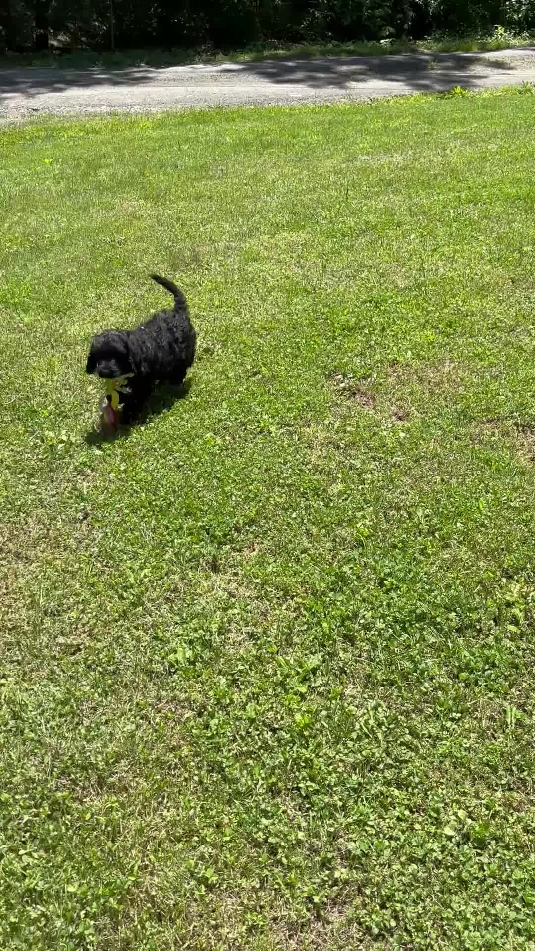 Goldendoodle dogs for sale: Goldendoodle Puppy 5 - Video 1