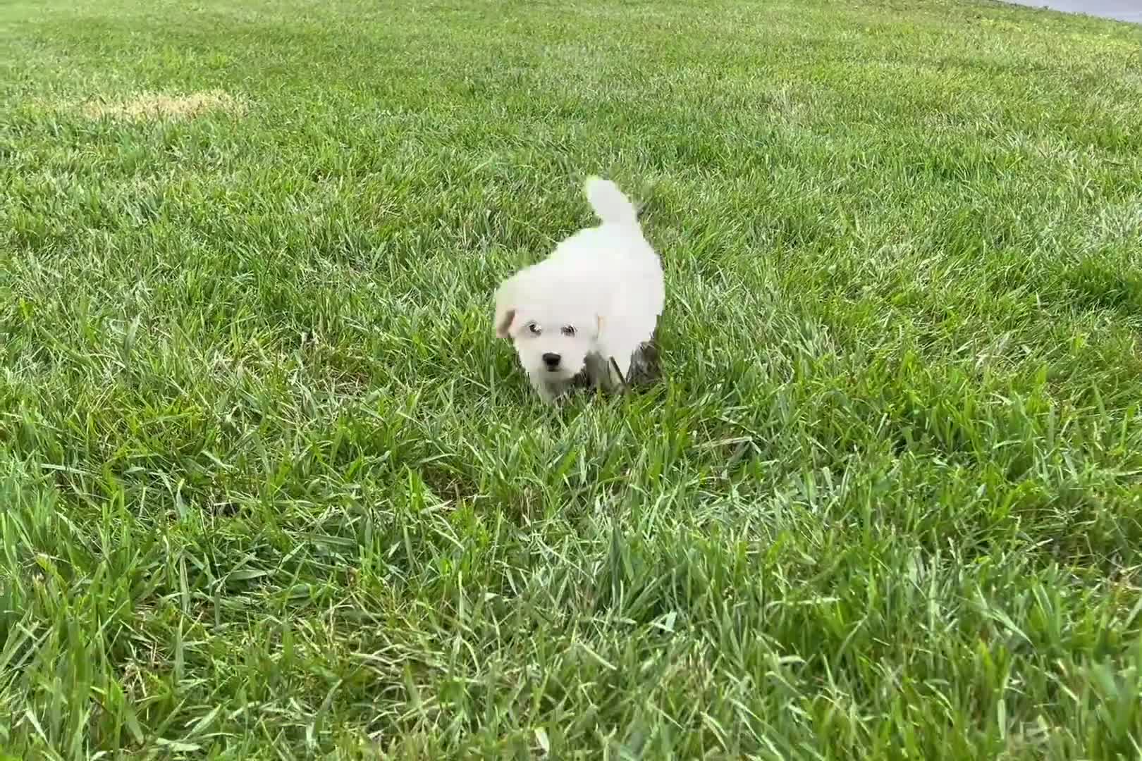 Maltipoo dogs for sale: Chunky - Video 1