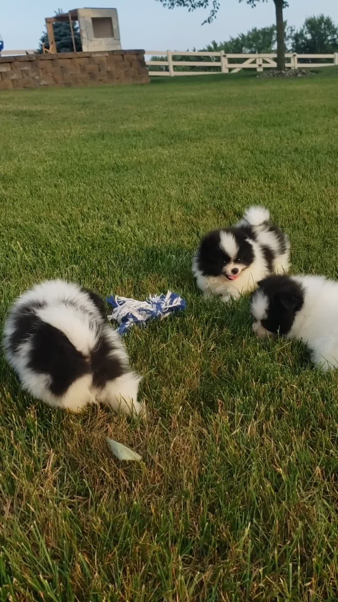 Pomeranian dogs for sale: Ollie  - Video 1