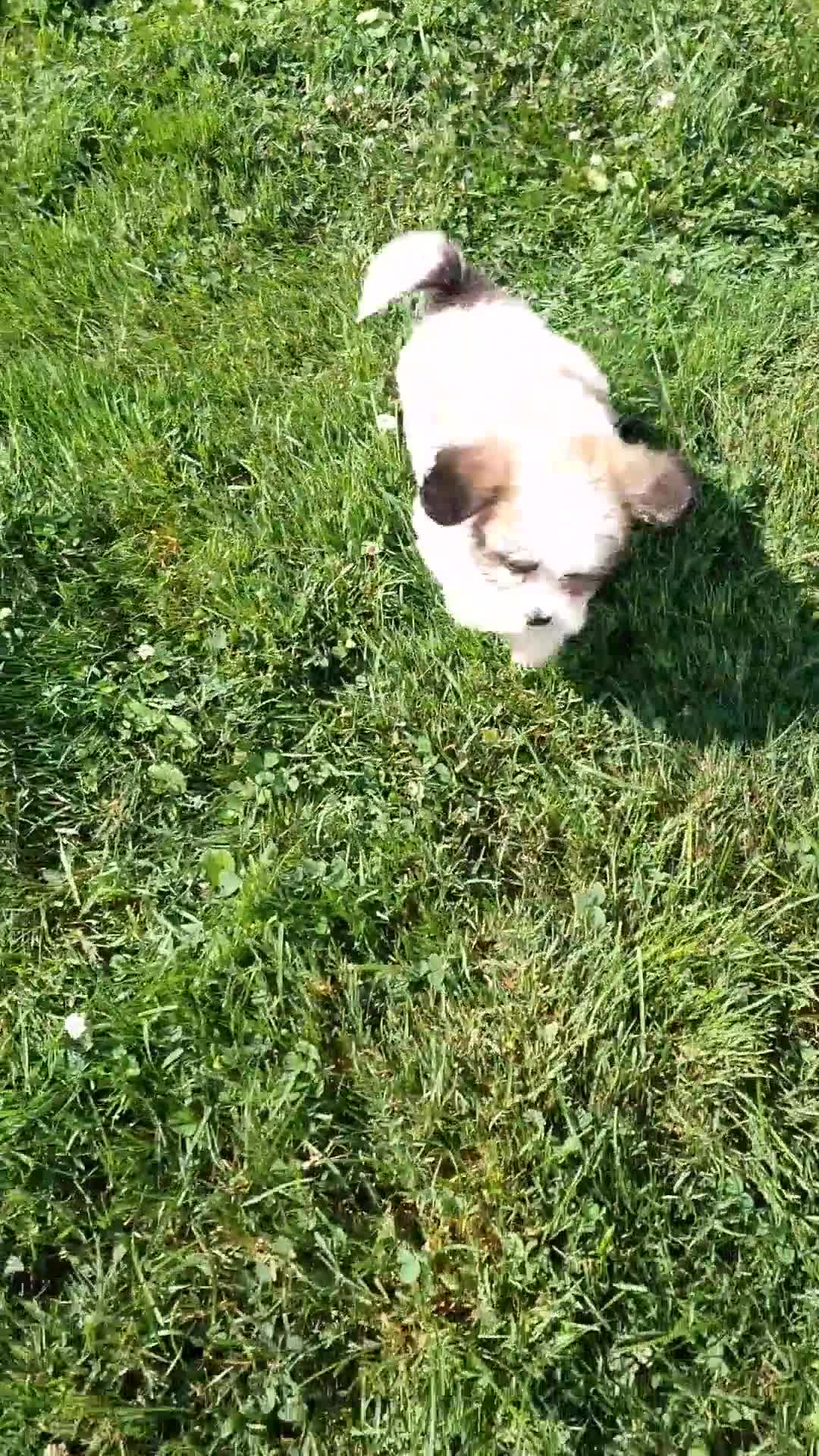 Teddy Bear dogs for sale: Tate - Video 1