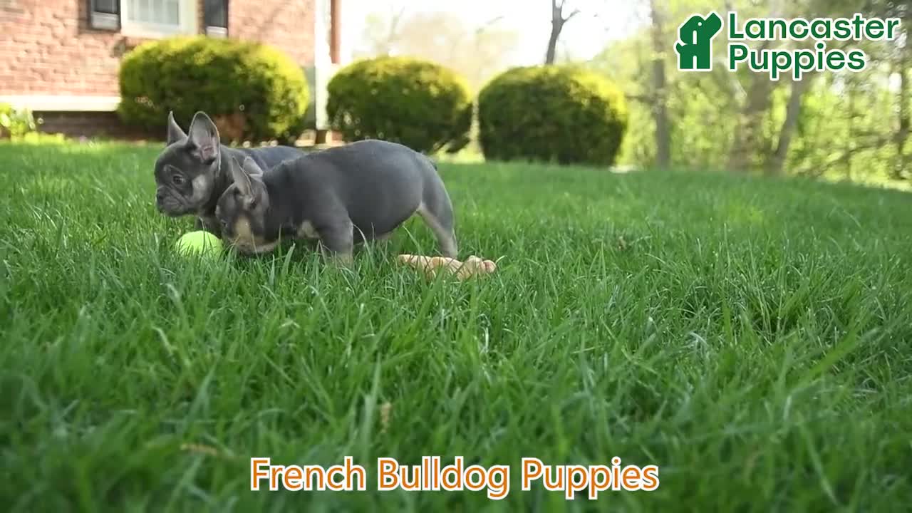 French Bulldog dogs for sale: Skippy - Video 1