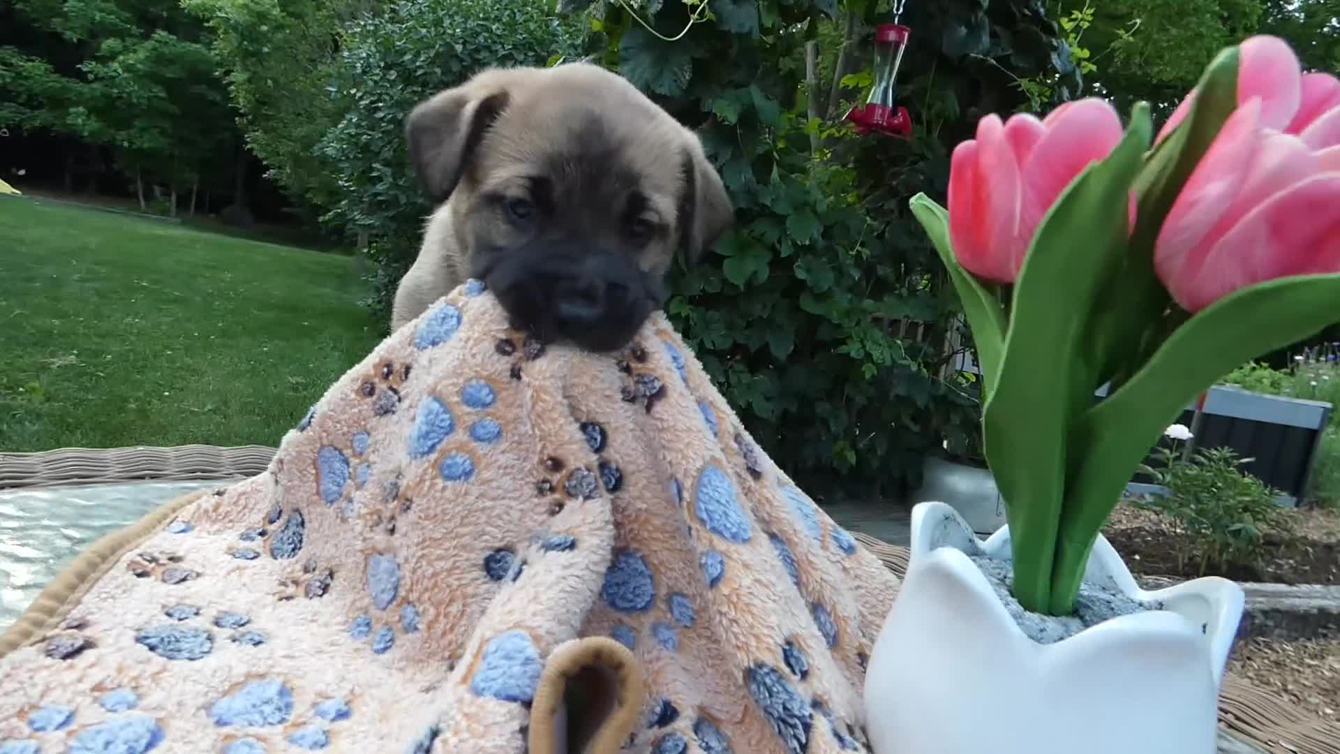 Cane Corso dogs for sale: Cane Corso Puppy 5 Macy - Video 1