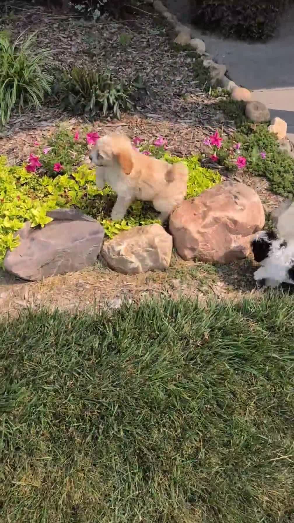 Cavapoo dogs for sale: Macy - Video 1