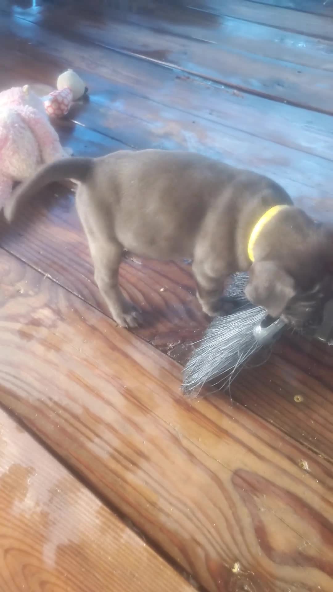 Mixed Breed dogs for sale: BULLADOR  - Video 1