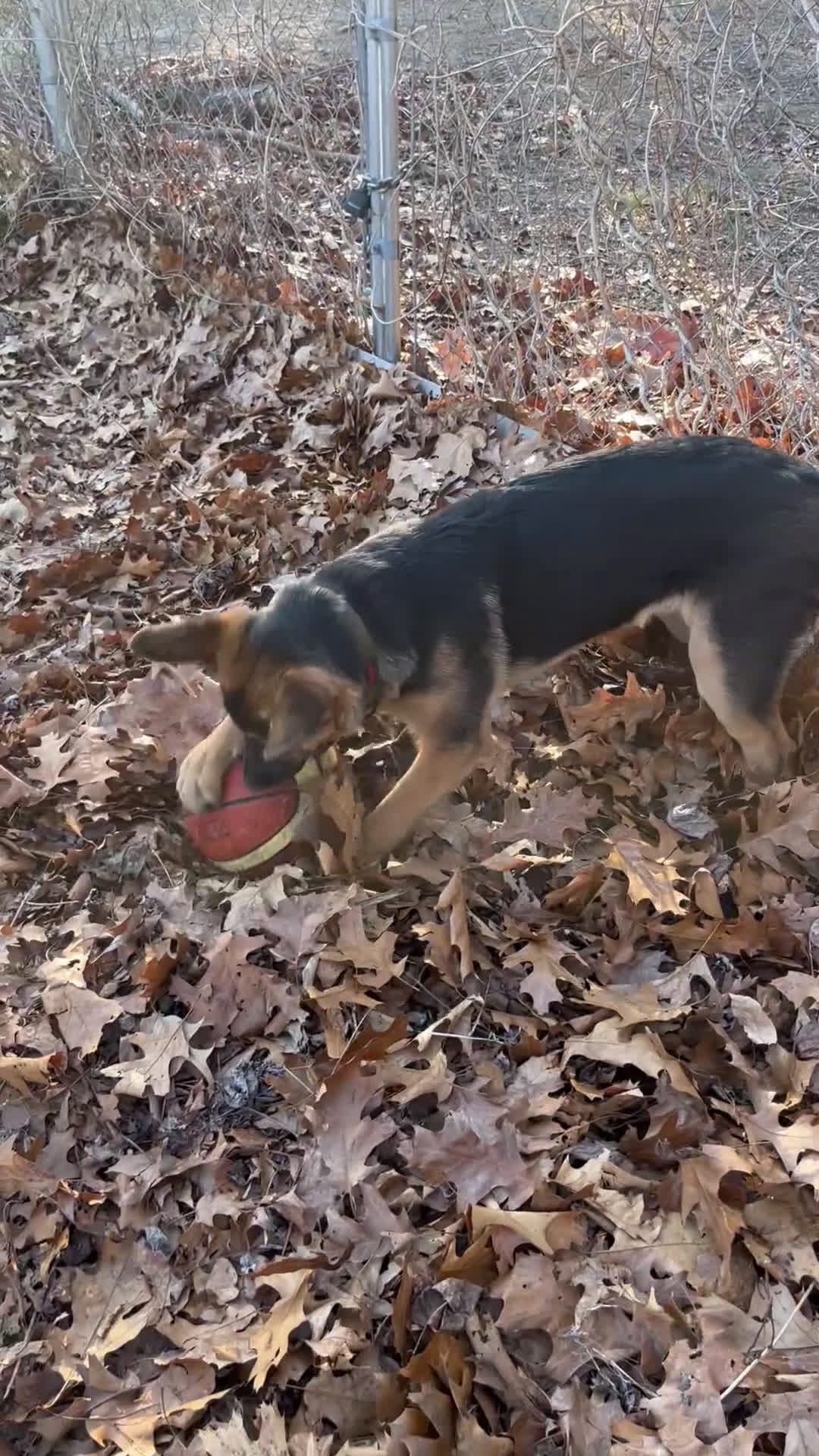 German Shepherd dogs for sale: German Shepherd Puppy 1 - Video 1