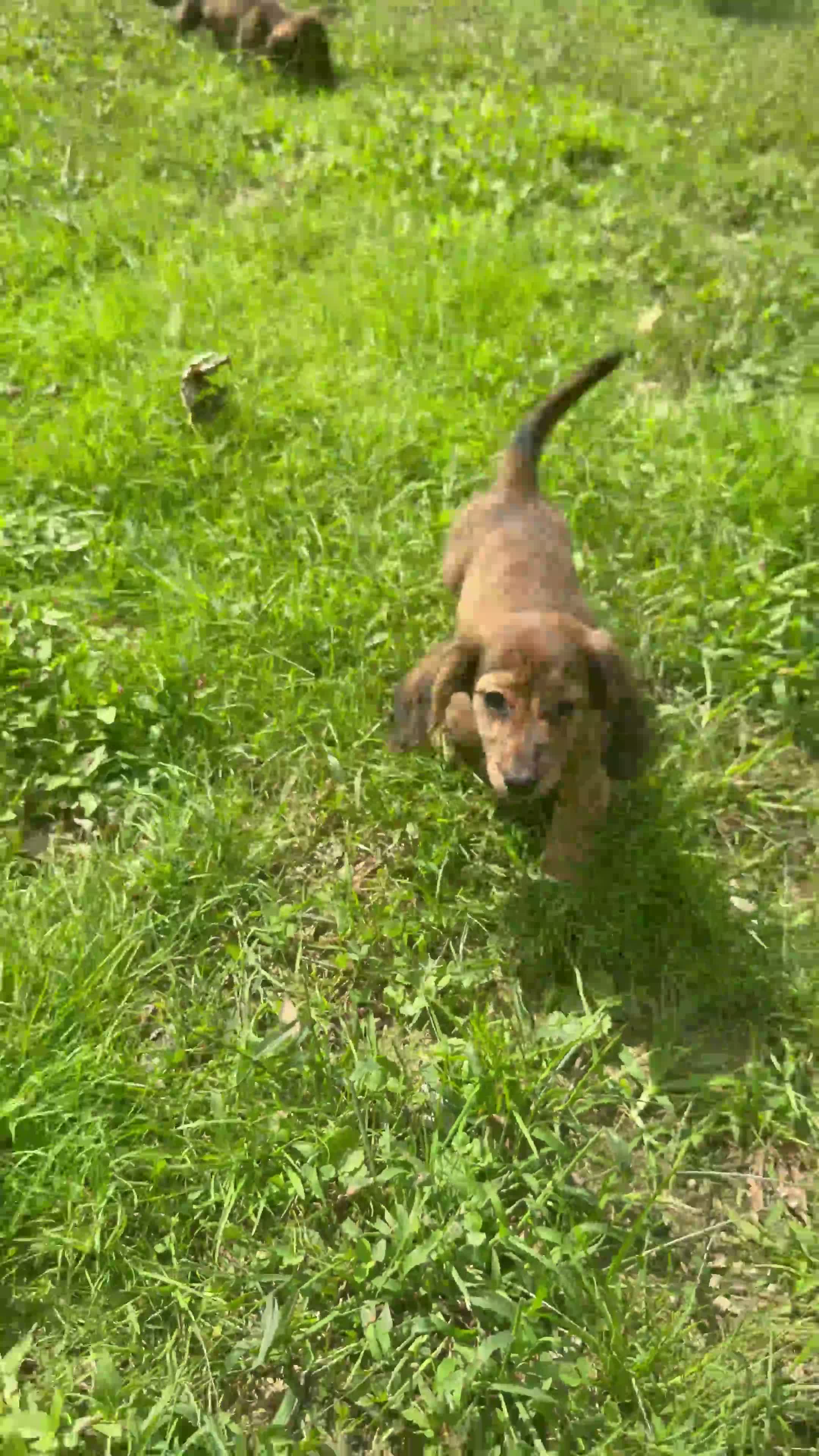 Miniature Dachshund dogs for sale: Maisy - Video 1