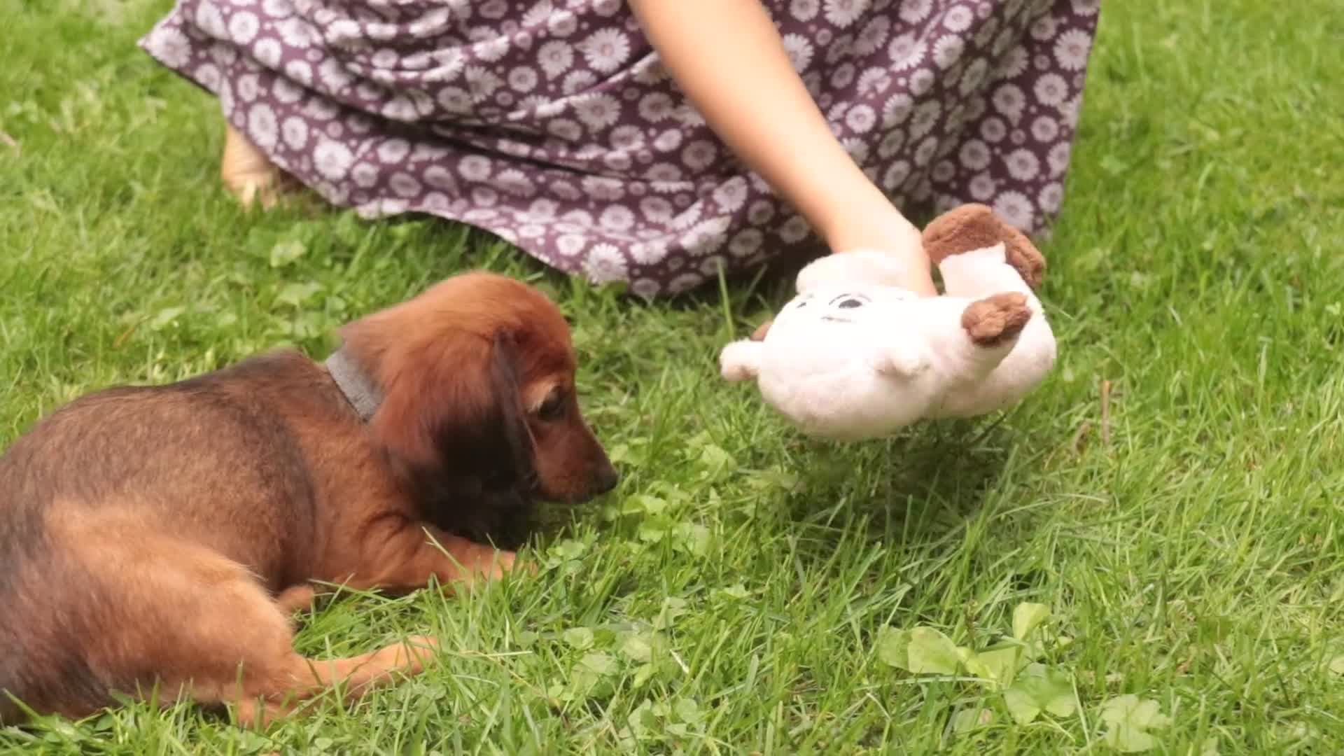 Miniature Dachshund dogs for sale: Annie Miniature Dachshund  - Video 1
